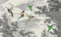 Colibri