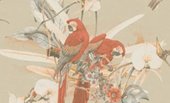 Perroquet