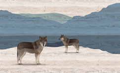 Loup 