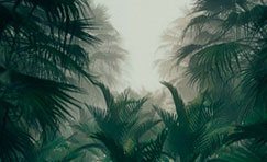 Palm