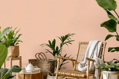 Alice Rose Corail  - hover
