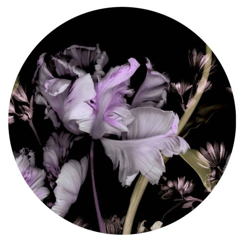 Markus Noir Violet  - hover