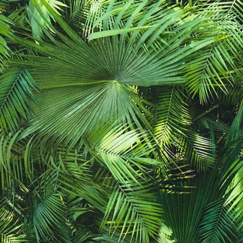 Palmira Vert  - hover