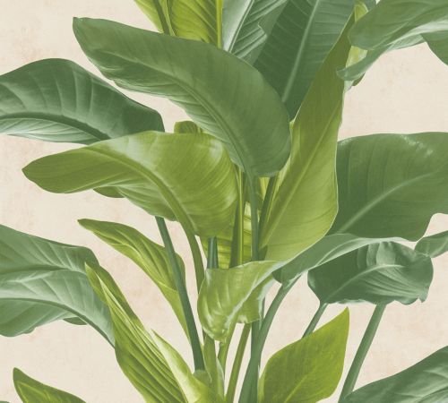 Orélienne Crème Verte  - hover