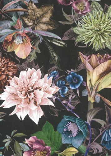 Amaryllis Lilas Foncé 