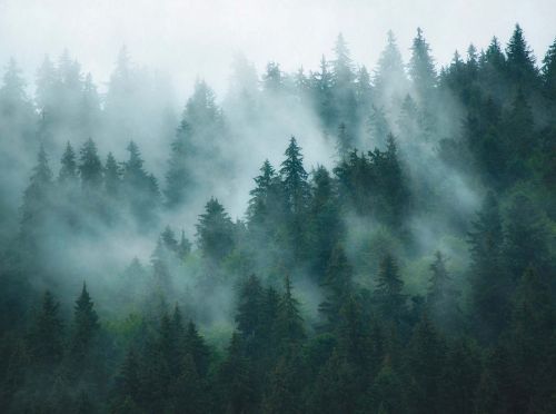 Roxane Vert Foncé  - hover