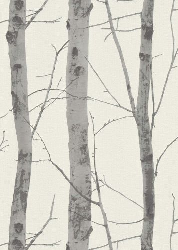 Birke Blanc Argent