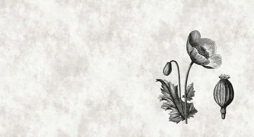 Florentienne Crème Noire - hover