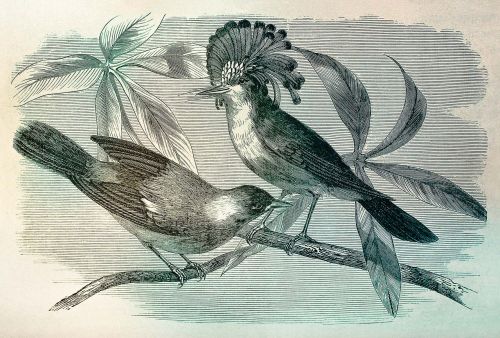 Albane Crème Noire - hover