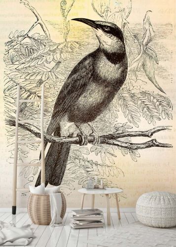 Candice Crème Noire