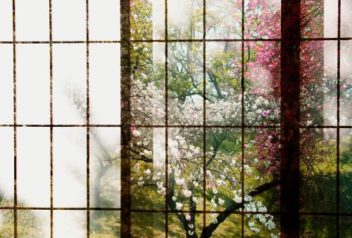 Pétunia Vert Rosa  - hover