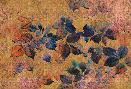 Arcadia Orange Bleu  - hover