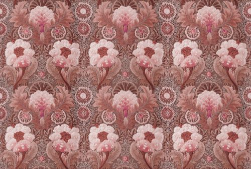 Belisane Rose  - hover