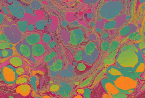 Abélie Coloré  - hover