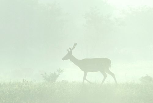 Réeva Vert Pastel  - hover