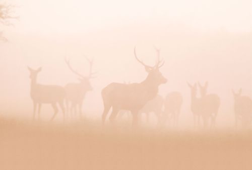 Réeva Orange Pastel  - hover