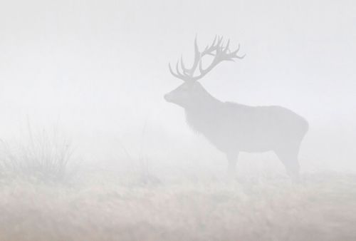 Réeva Gris Clair  - hover