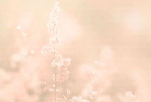 Émrys Pêche Claire - hover