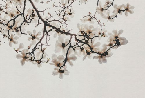 Lélis Crème Brune  - hover