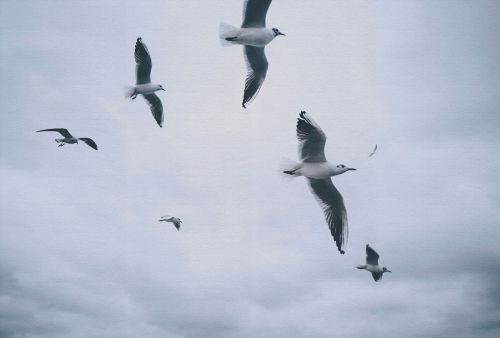 Calior Bleu Gris  - hover