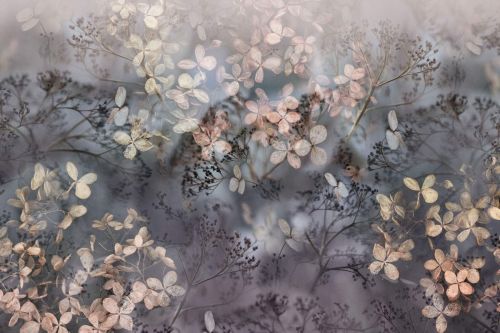 River Violet - hover