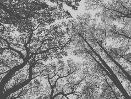 Ombeline Noir Blanc  - hover