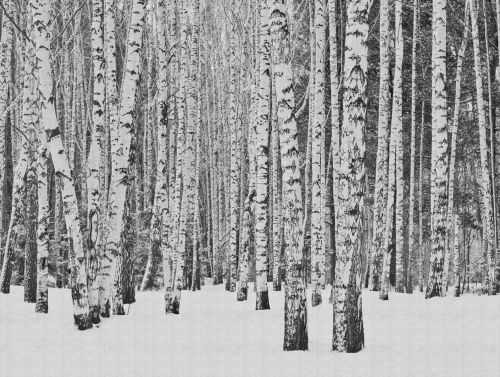 Romuald Noir Blanc   - hover