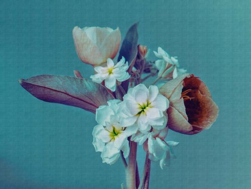 Valentin Coloré  - hover