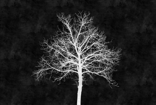 Adalric Black White  - hover