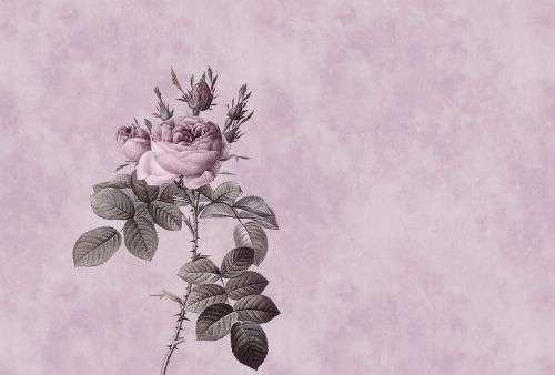 Abélard Gris Rosa - hover