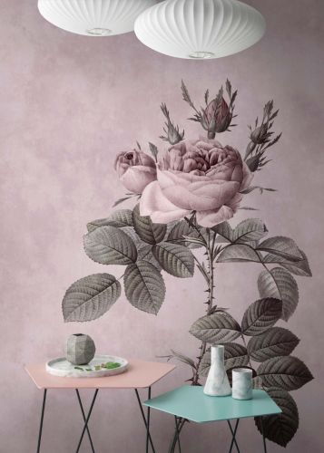 Abélard Gris Rosa