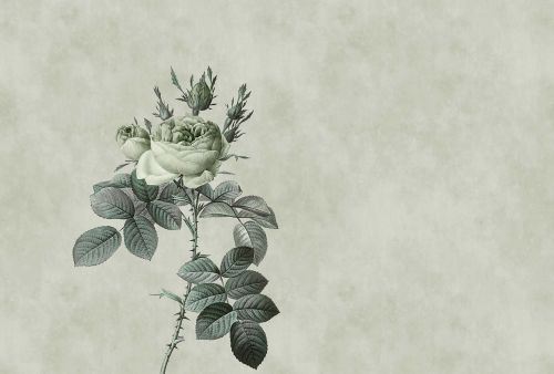 Natacha Green Grey  - hover