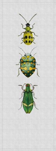 Alby Vert Jaune  - hover