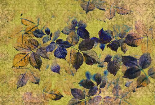 Arcadia Jaune Bleu  - hover