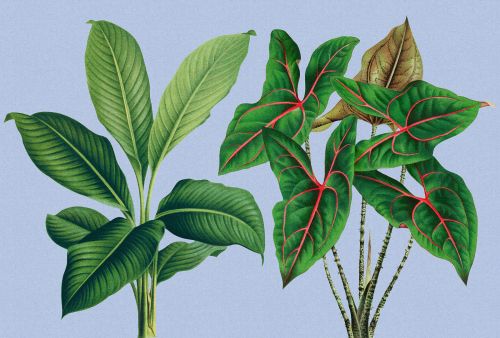 Theodule Blue Green - hover