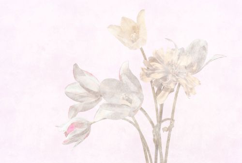 Dulcie Crème Rose - hover