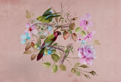 Astérine Rose Violet  - hover