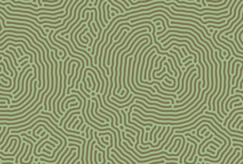 Abélia Vert Marron - hover
